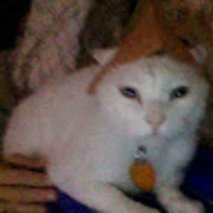 Meet your Posher, Tina